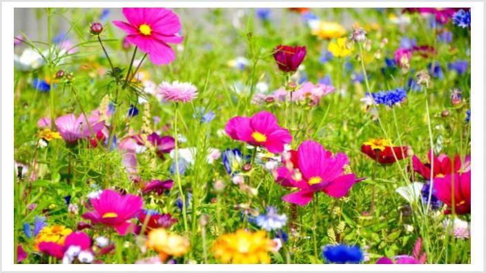 Blumenwiese